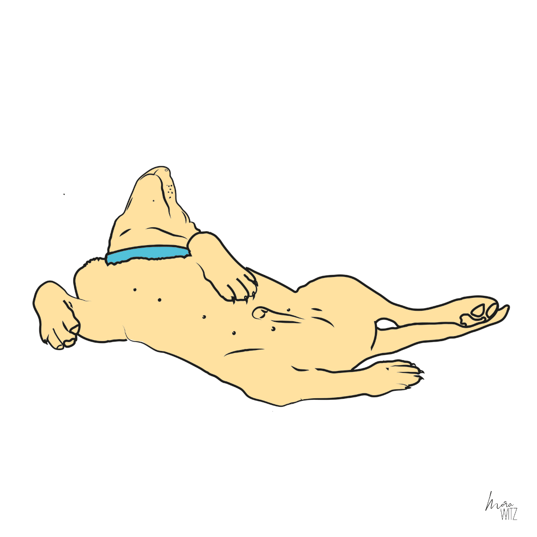 Illustrationen eines Hundes Namens Mateo
