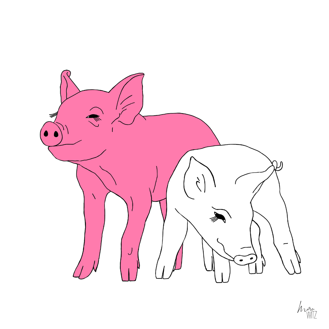 Illustration von 2 Schweinen